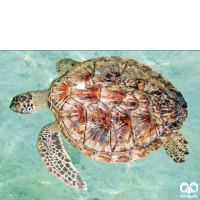 گونه لاکپشت سبز Green Sea Turtle